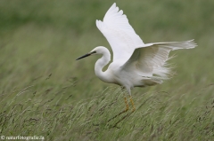 49 Silberreiher - Egretta alba